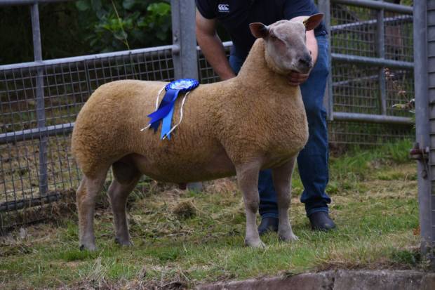 Charollais Champion from Paul Curran