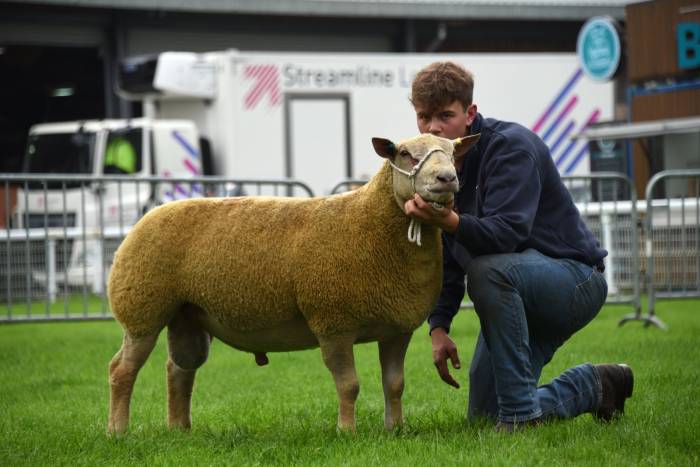 Champion Charollais from the Mortimer Flock 1600gns