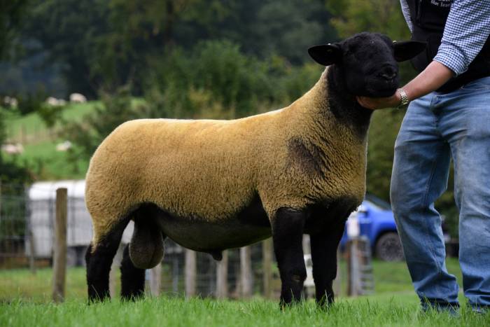 Lot 1598 form J & MC Hartwright 4200gns