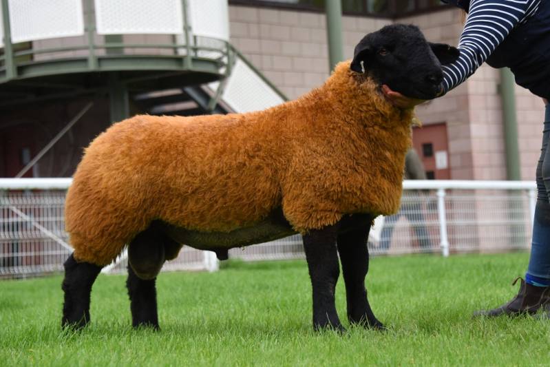 Lot 1003 from GG Lewis. Suffolk ram lamb sold for 1900gns