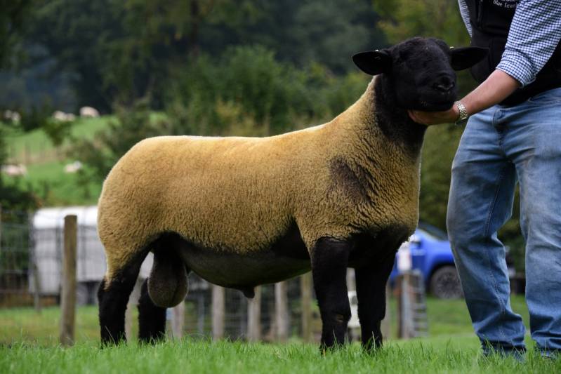 Top price Suffolk shearling from J & MC Hartwright 4200gns