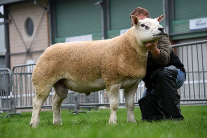 Lot 2652 from CE Pryce Texel sh ram 24000gns