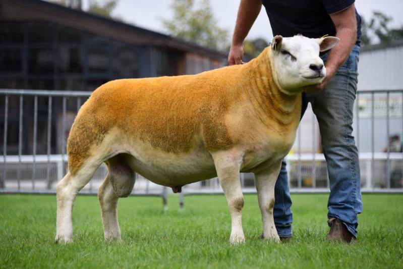 Lot 2814 9000gns Texel yearling  from Phil Weaver