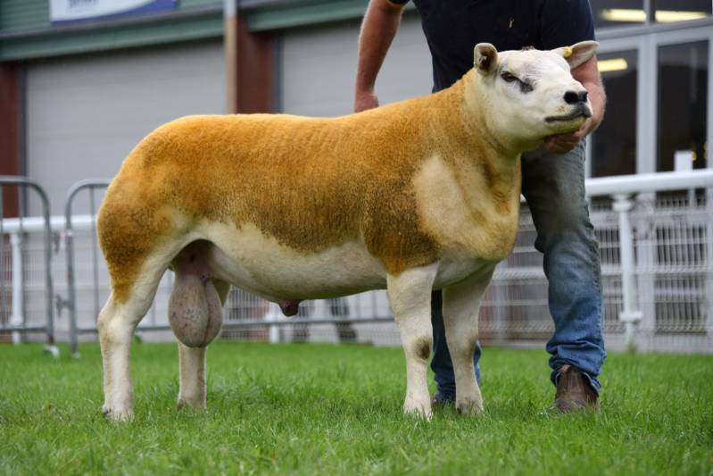 Lot 2815 Champion Texel shearling ram from Phil Weaver sold for 30000gns