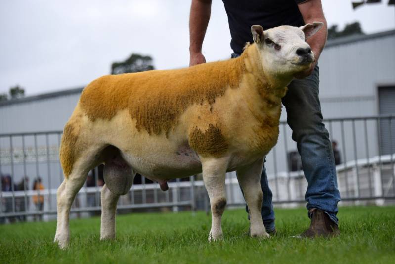 Lot 2817 from Phil Weaver 8000gns