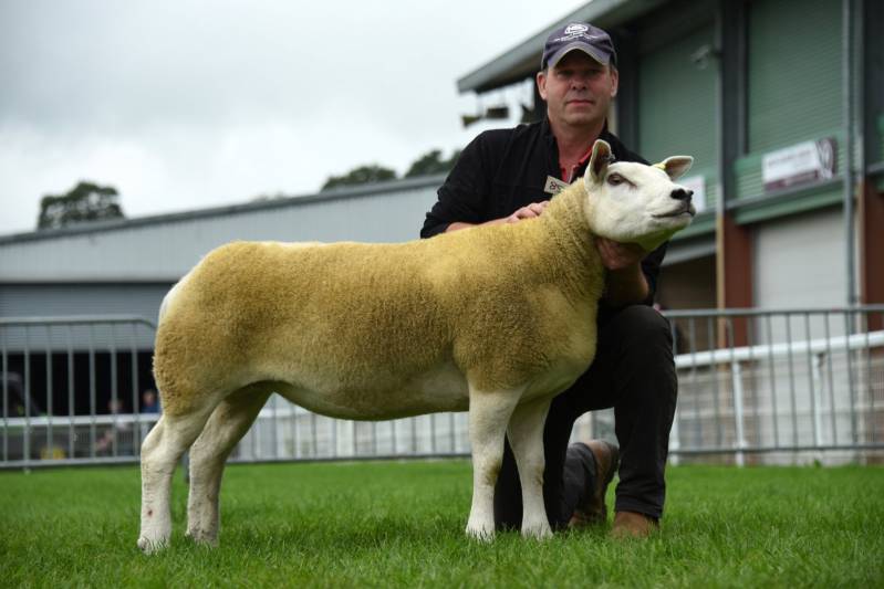 Lot 3528 Texel shearling ewe from H G Tomas 3100gns