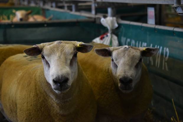 Wales & Border Early Sale - Hereford catalogue