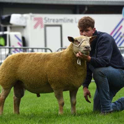 Lot 763 from the Mortimer flock 1600gns Champion Charollais
