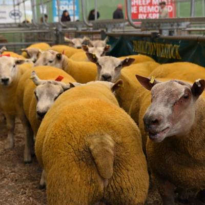 Pictures from the Hereford Sale