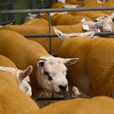 Pictures from the Hereford Sale