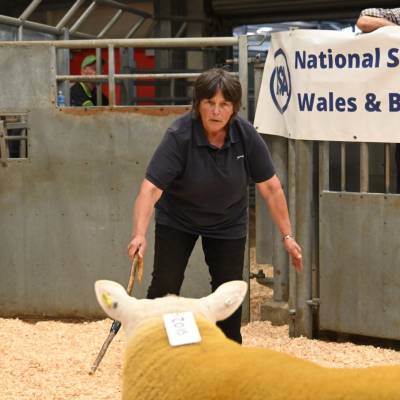 Pictures from the Hereford Sale