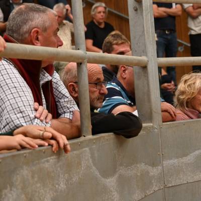 Pictures from the Hereford Sale