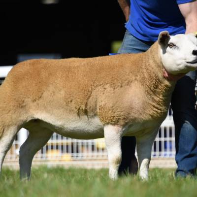 Lot 2984 Texel female from E & G Morgan 1700gns