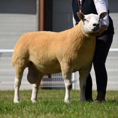Top price Texel from Watkins, Great Corras. Lot 209 sold for 1600gns