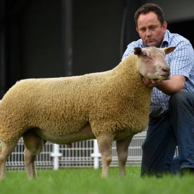 Lot 772 From E Probert & Sons 2000gns