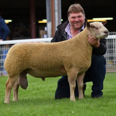 Lot 2728 5,000gns from WO & PE Reed