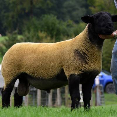 Top price Suffolk shearling from J & MC Hartwright 4200gns