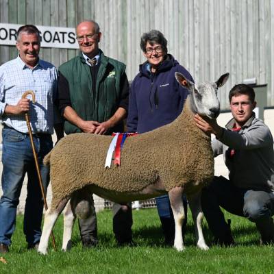 Lot 248 from TJ & LSR Griffiths. Champion BFL sold for 5800gns