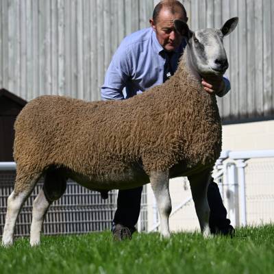 Lot 255 from Dewi Williams sold for 4200gns