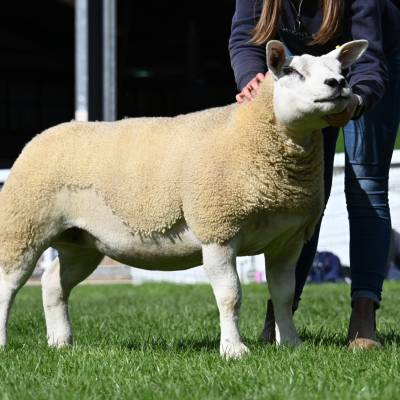 Lot 2978 Texel ewe from J & L Davies