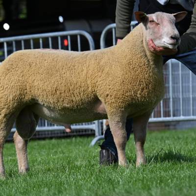 LOT 704 from D A Thomas sold for 2400gns