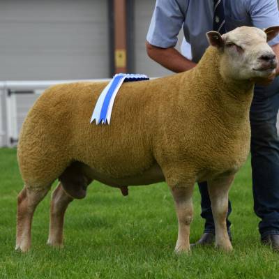 Early Sale high flyers 2018