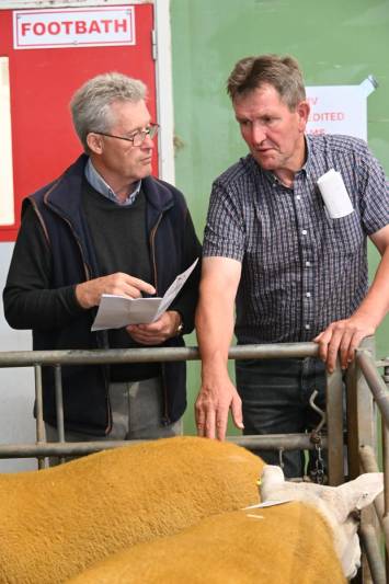 Pictures from the Hereford Sale