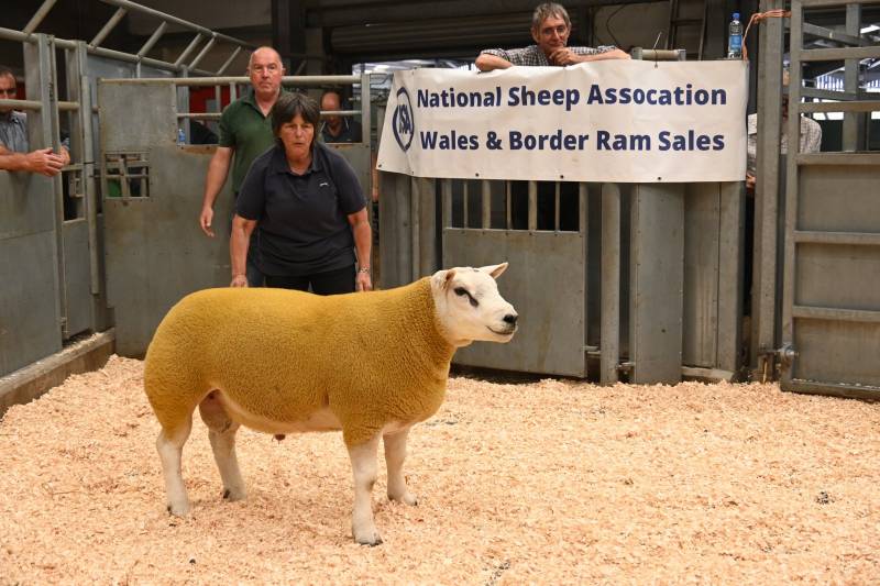 Pictures from the Hereford Sale