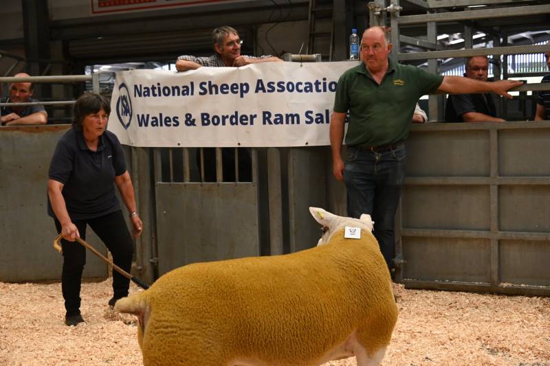 Pictures from the Hereford Sale