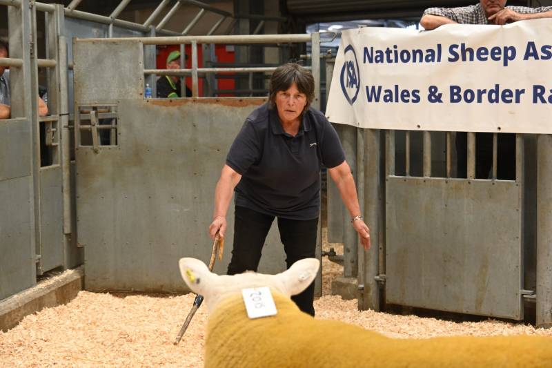 Pictures from the Hereford Sale