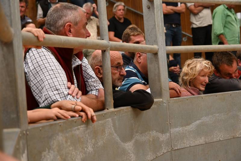 Pictures from the Hereford Sale