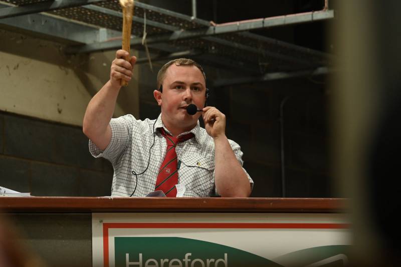 Pictures from the Hereford Sale