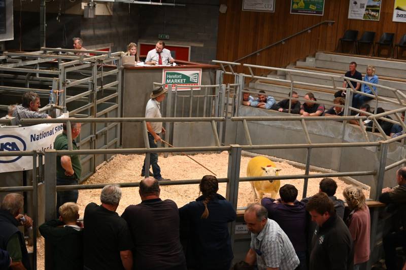 Pictures from the Hereford Sale