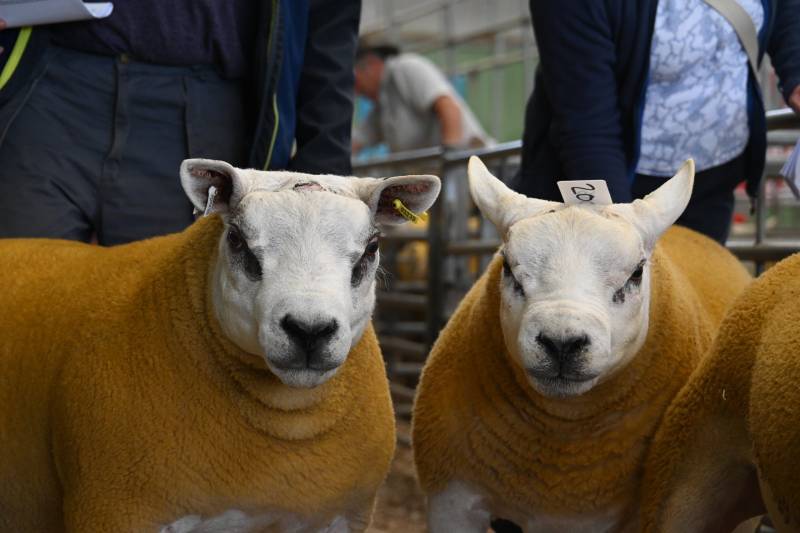 Pictures from the Hereford Sale