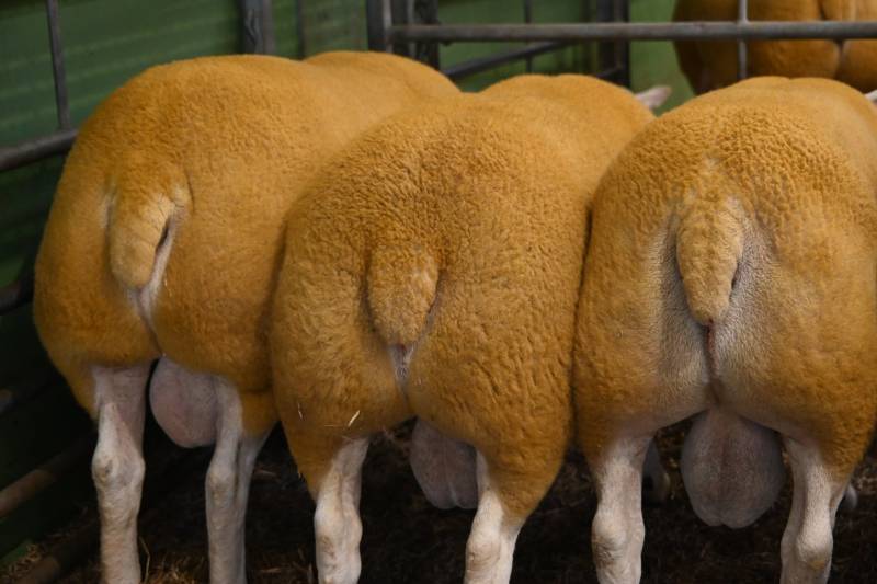 Pictures from the Hereford Sale