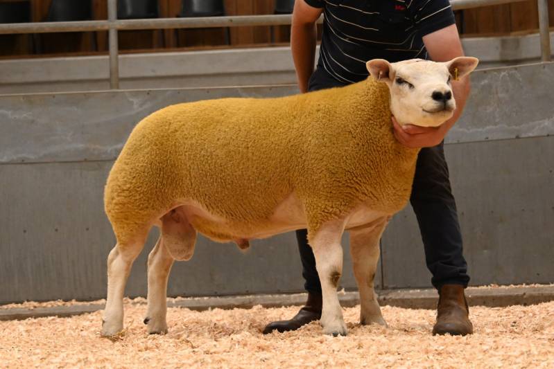 Pictures from the Hereford Sale
